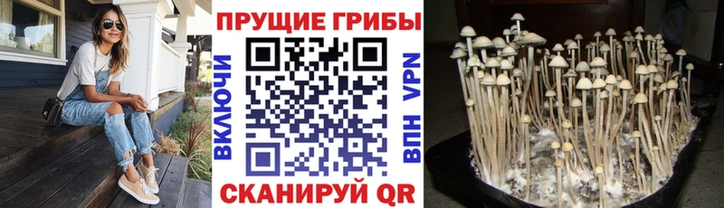 сколько стоит  Чернушка  Галлюциногенные грибы мицелий 